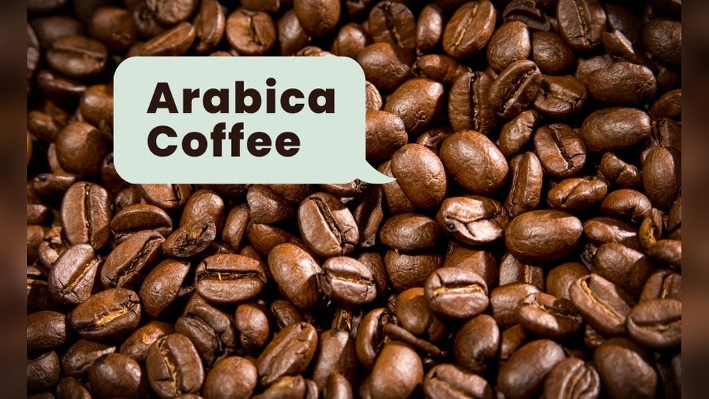 Best Coffee Beans for Cappuccino: Top Picks for Rich Flavor